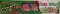 Tinto Wheel ( Red & Green ) ( 5 pcs )